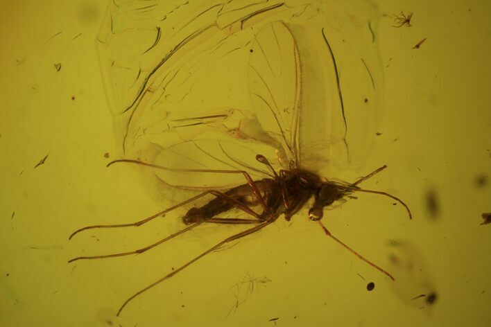 Fossil Fly (Diptera) In Baltic Amber #81717
